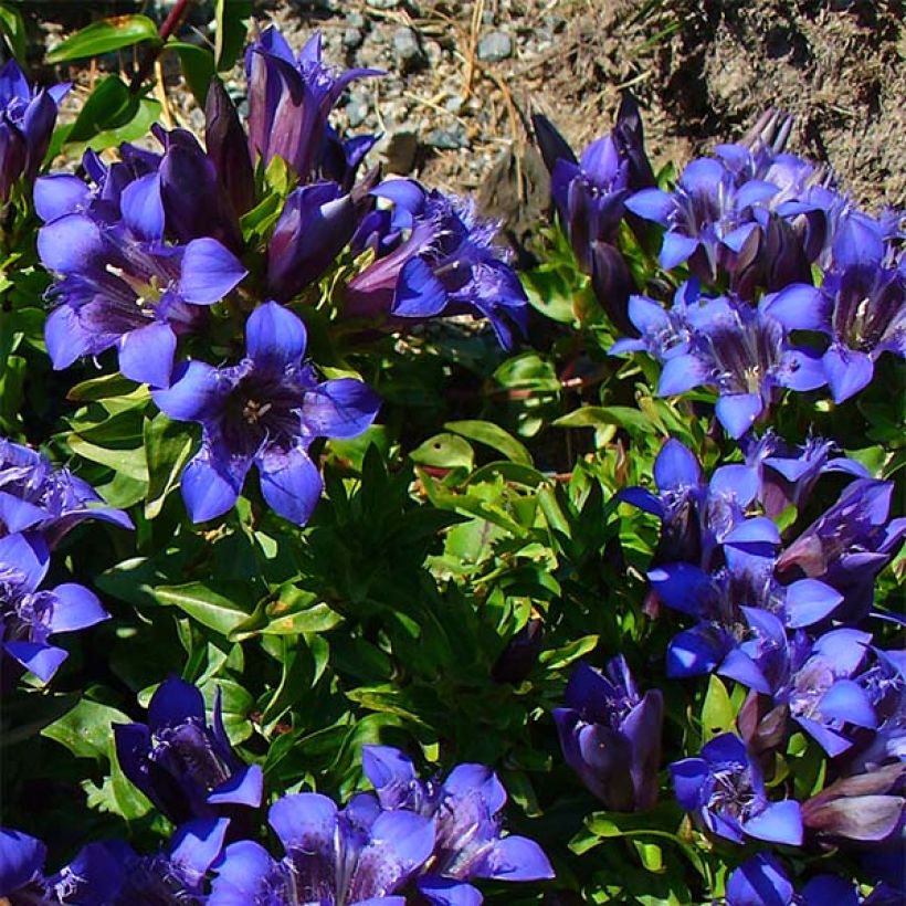 Gentiana septemfida var. lagodechiana (Porte)