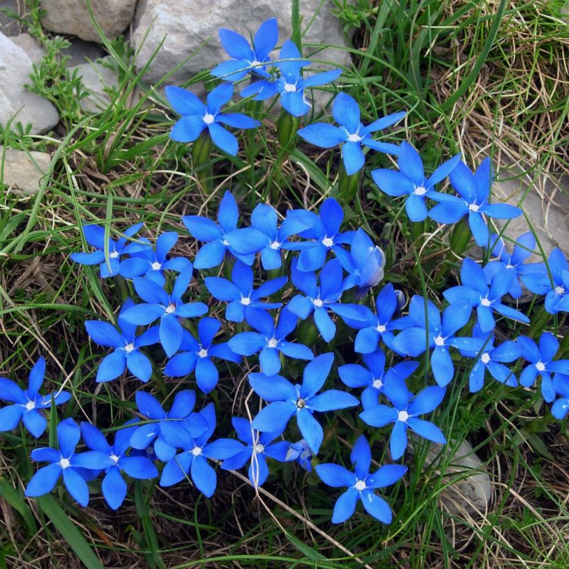 Gentiana verna - Genciana de primavera (Floración)