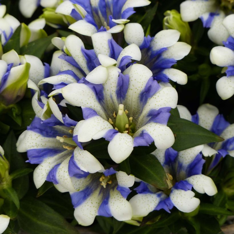 Gentiana scabra Royal Stripes - Genciana japonesa (Floración)