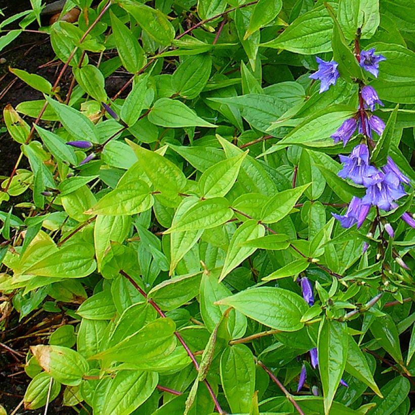 Gentiana asclepiadea (Follaje)