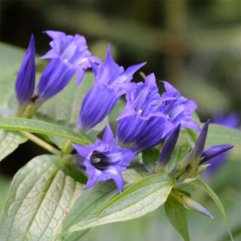 Gentiana asclepiadea (Floración)