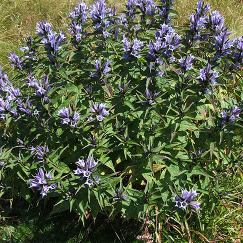 Gentiana asclepiadea (Porte)