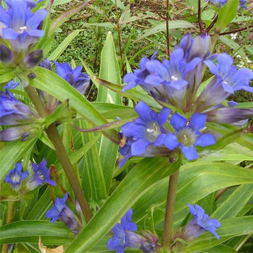 Gentiana dahurica (Floración)