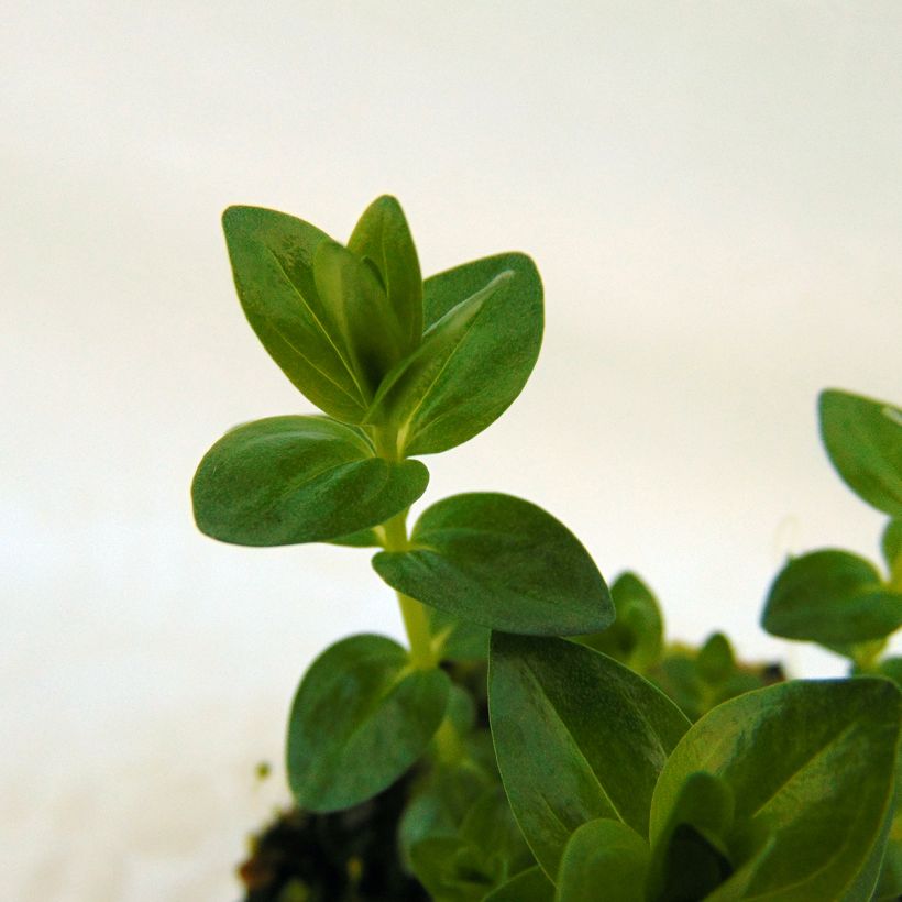 Gentiana septemfida var. lagodechiana (Follaje)