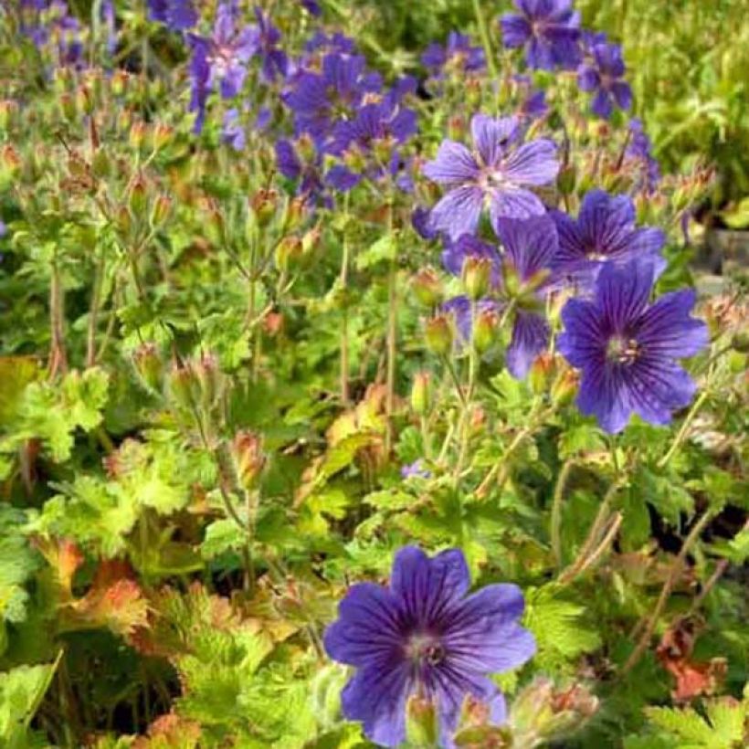 Geranium ibericum - Geranio vivaz (Porte)