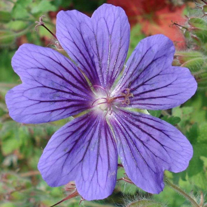 Anemone Richard Ahrens (Floración)