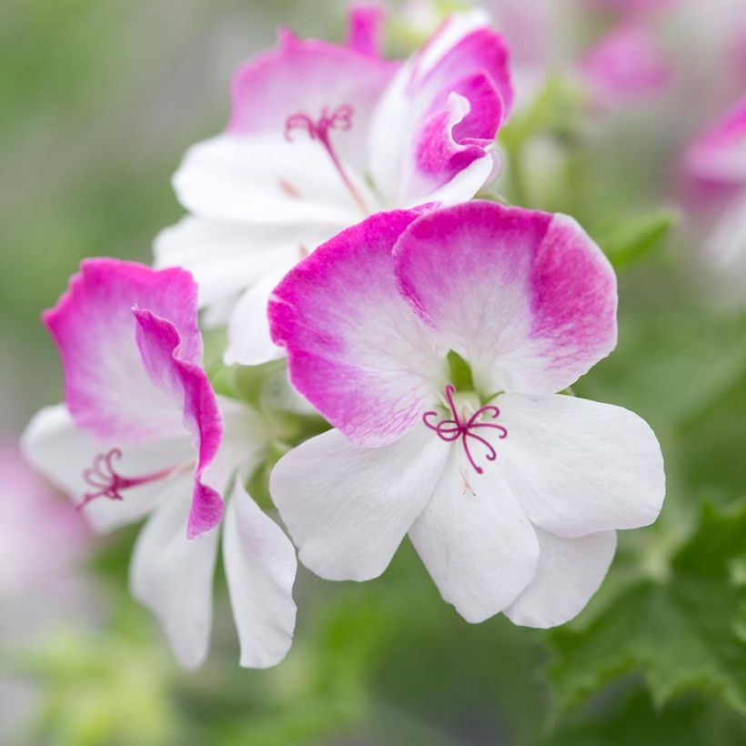 Geranio Mosquitaway Louise- Pelargonium (Floración)