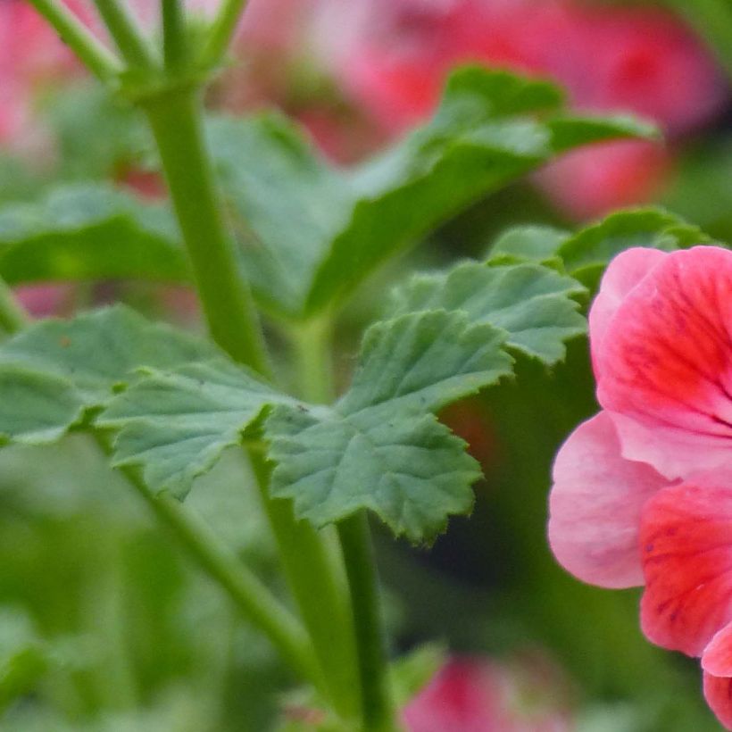 Geranio Paton's Unique- Pelargonium (Follaje)