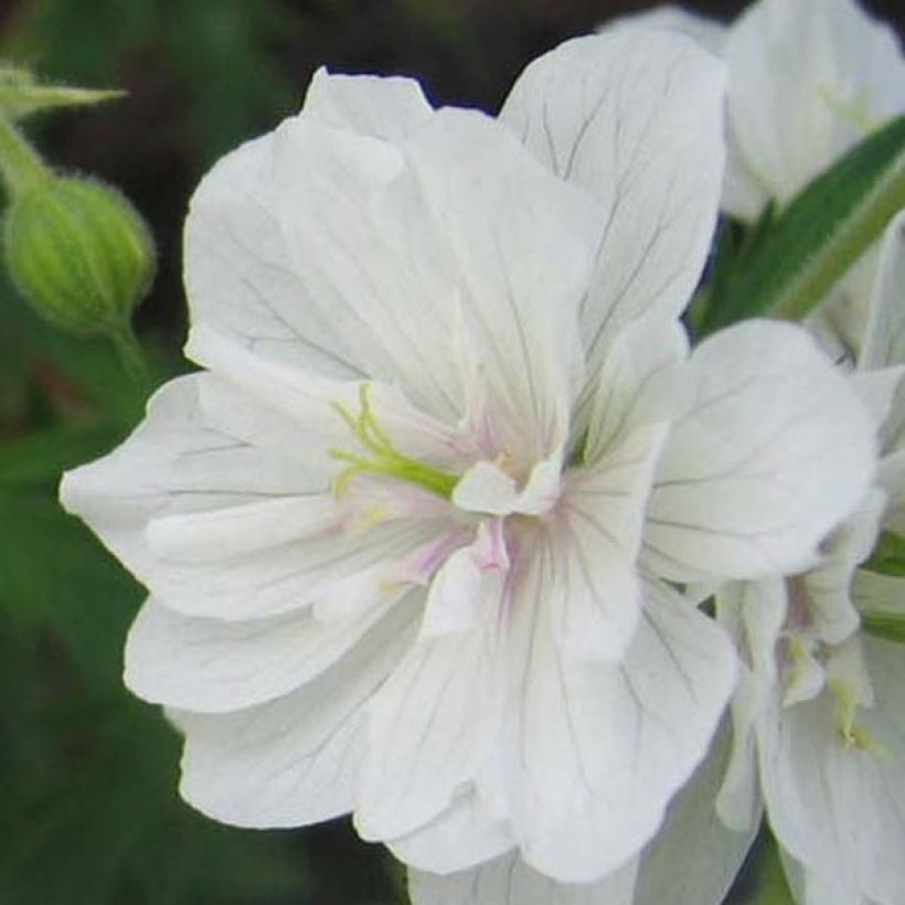 Geranio de prado Plenum Album - Geranium pratense (Floración)