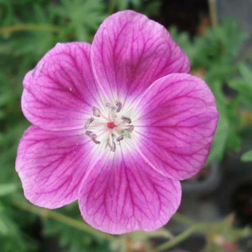 Geranio de sangre Elke - Geranium sanguineum (Floración)