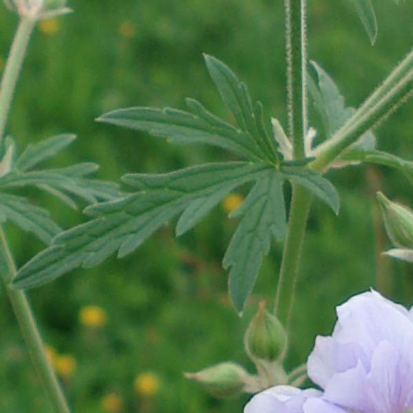 Geranio de prado Summer Skies - Geranium pratense (Follaje)