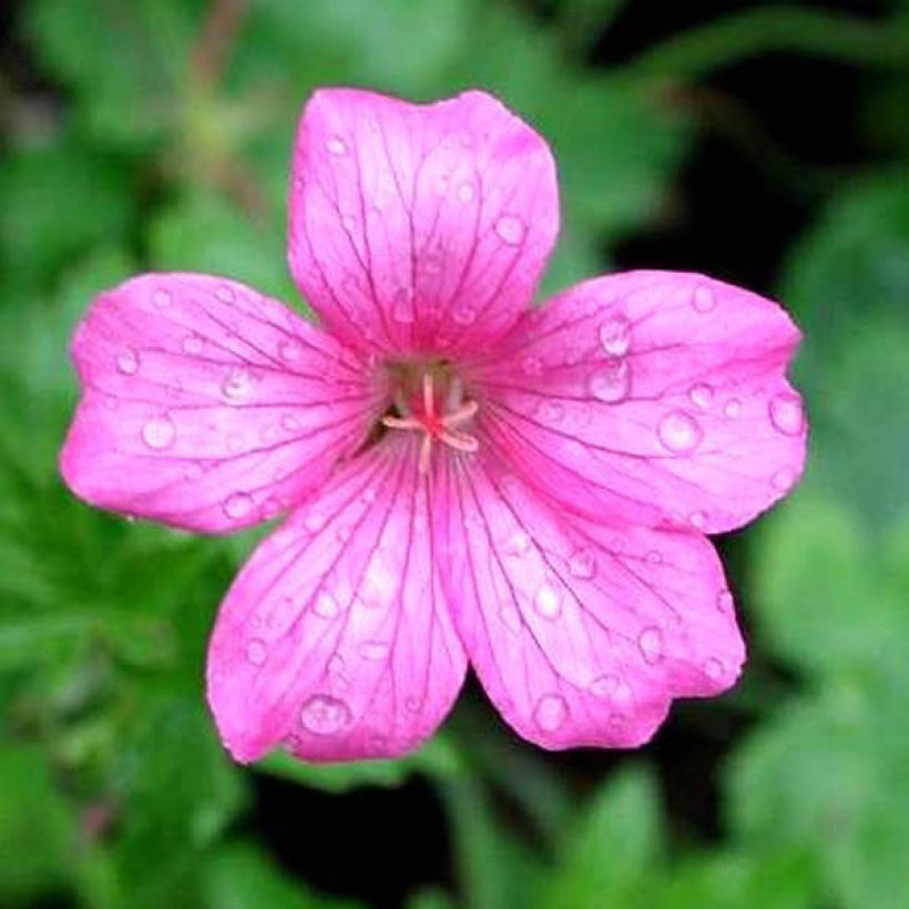 Geranio endressii Wargrave Pink - Geranio vivaz (Floración)