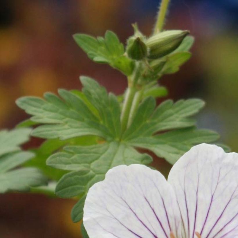 Geranio del Himalaya Blanco - Geranium Derrick Cook (Follaje)