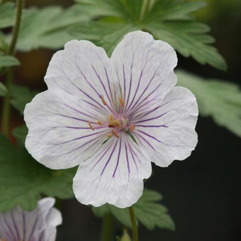 Geranio del Himalaya Blanco - Geranium Derrick Cook (Floración)