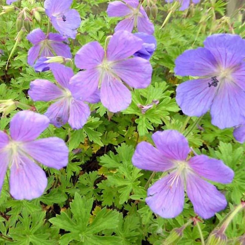 Geranio del Himalaya Azul - Geranium Irish Blue (Follaje)