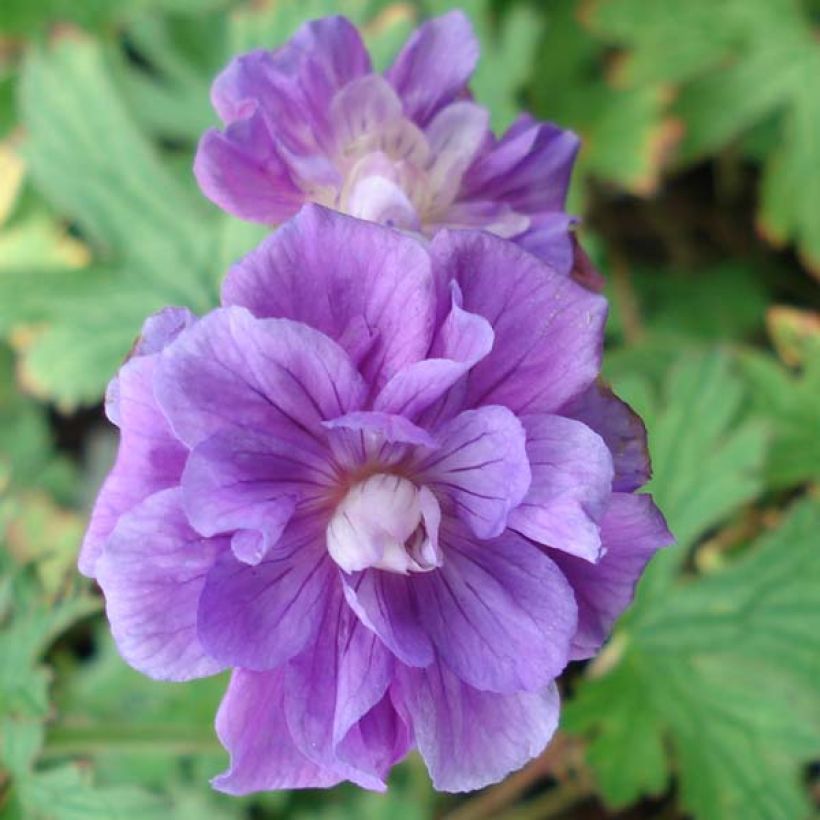 Geranio del Himalaya Pleno - Geranium himalayense Plenum (Floración)