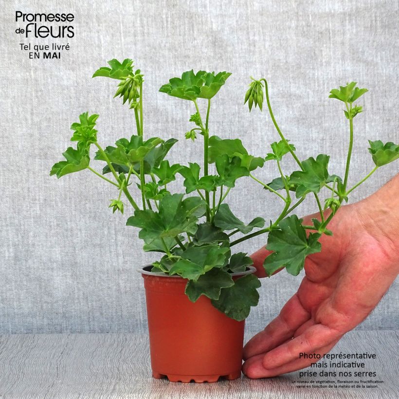 Geranium-lierre Roi des Balcons rose lilas - pot de 10/11cm Ejemplar entregado en la primavera