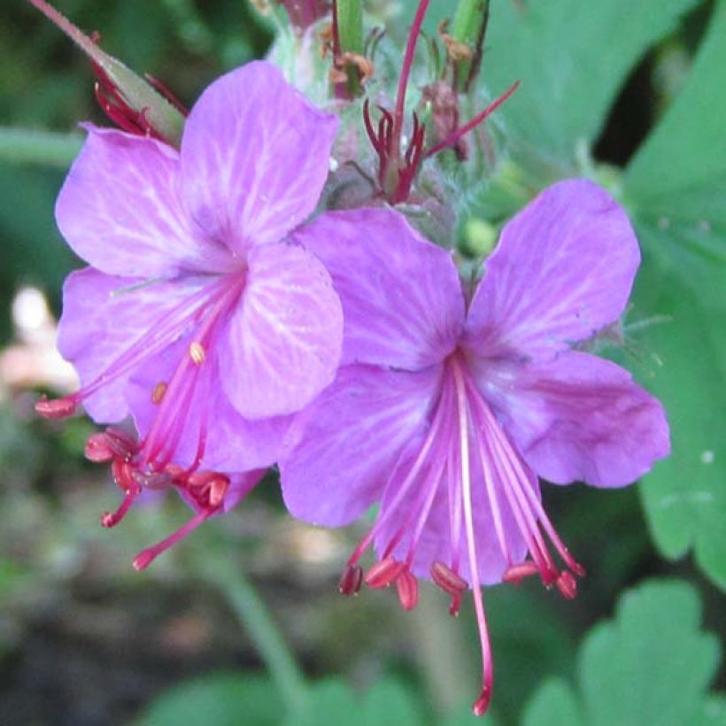 Geranio macrorrhizum Czakor - Geranio bulgaro (Floración)