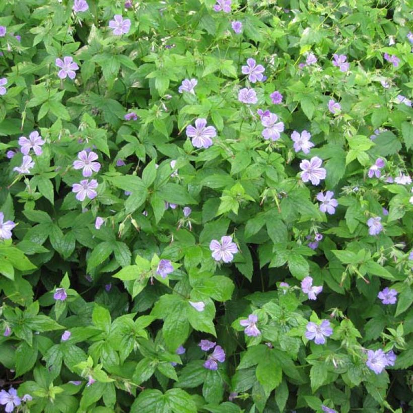 Geranium nodosum - Geranio nudoso (Porte)