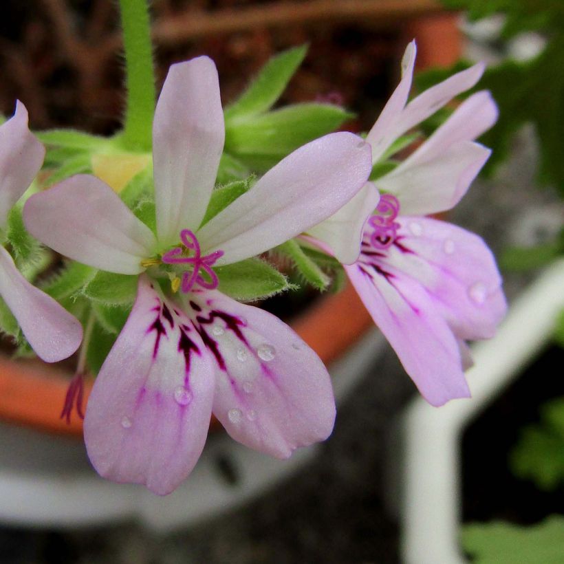 Malvarrosa - Pelargonium capitatum (Floración)