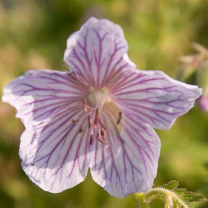 Geranio de prado Ilja - Geranium pratense (Floración)