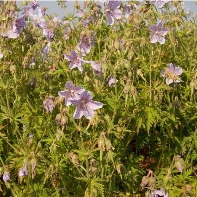 Geranio de prado Ilja - Geranium pratense (Porte)