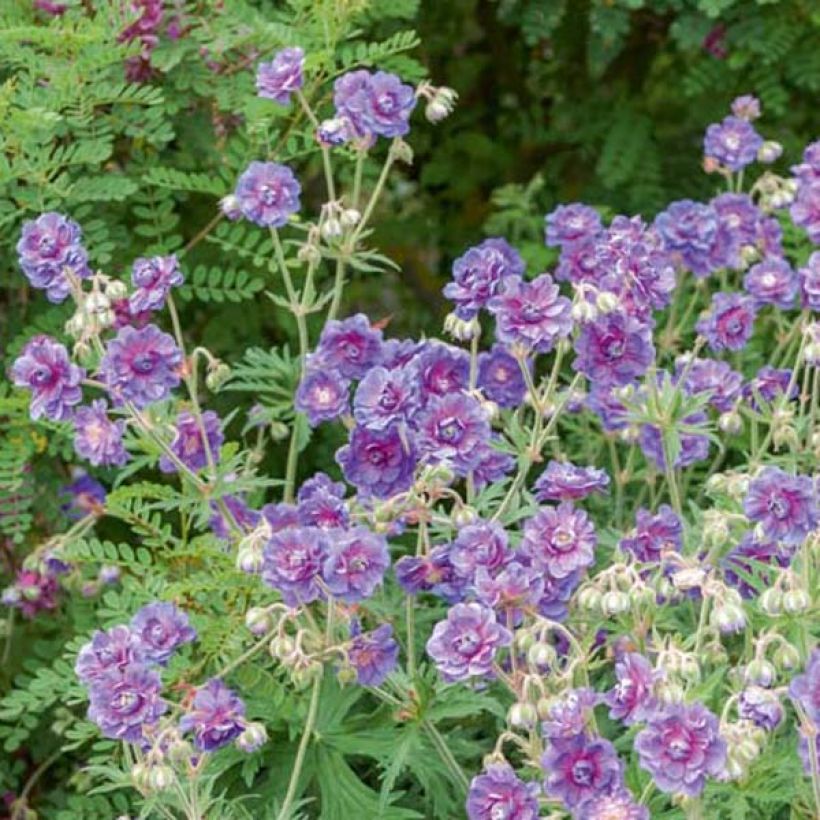 Geranio del Himalaya Pleno - Geranium himalayense Plenum (Porte)