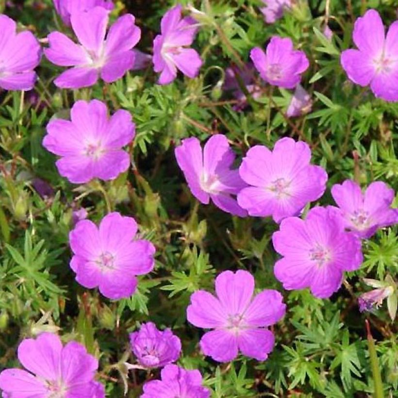 Geranio de sangre Aviemore - Geranium sanguineum (Follaje)