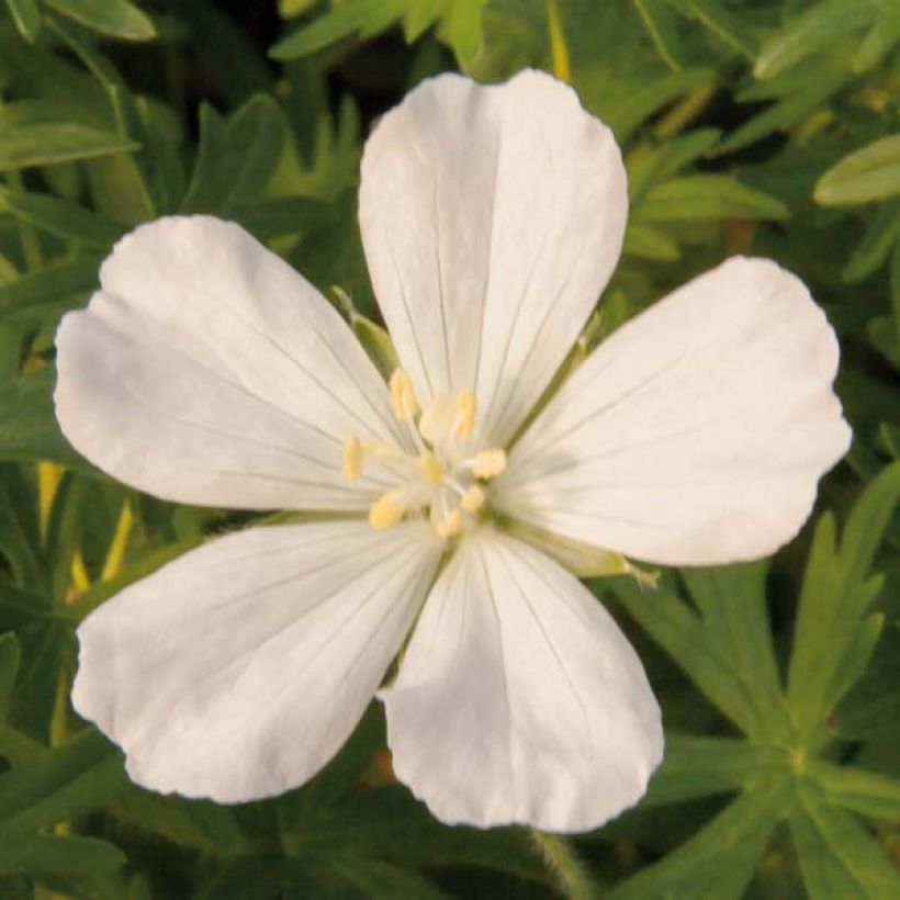 Geranio de sangre Album - Geranium sanguineum (Floración)