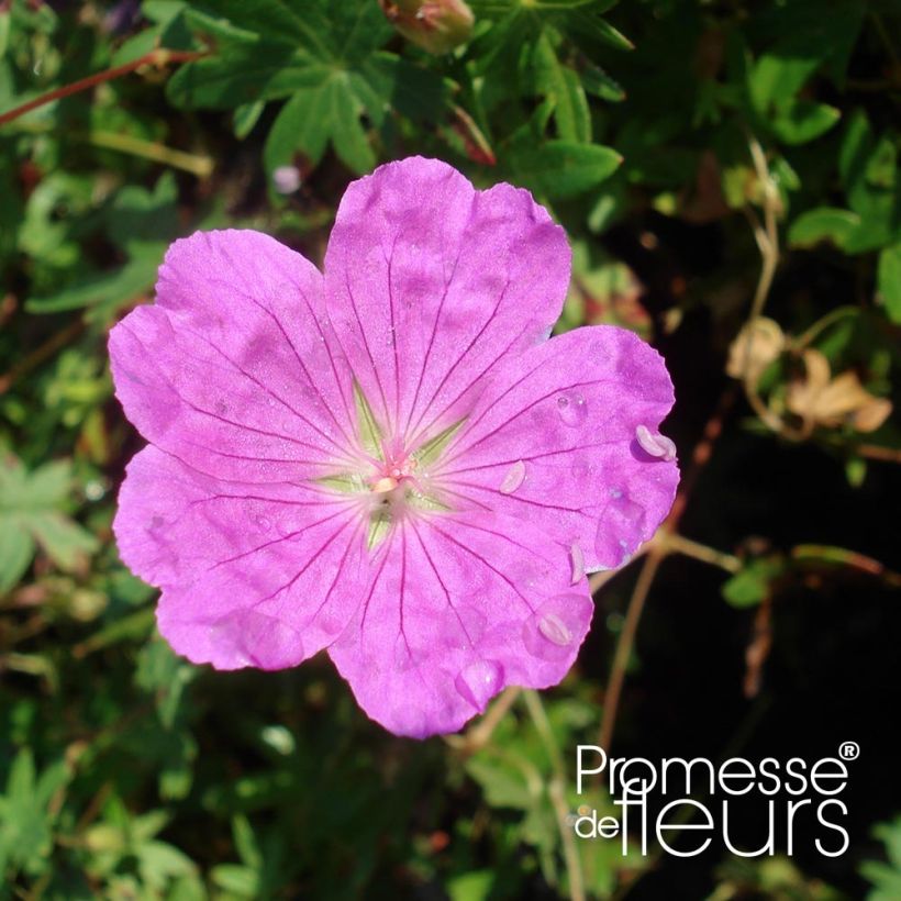 Geranio de sangre Aviemore - Geranium sanguineum (Floración)