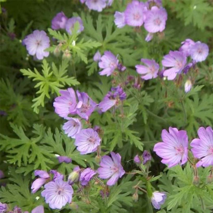 Geranium tuberosum - Geranio vivaz (Floración)