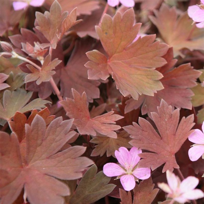 Geranium sessiliflorum Bob's Blunder - Geranio vivaz (Follaje)