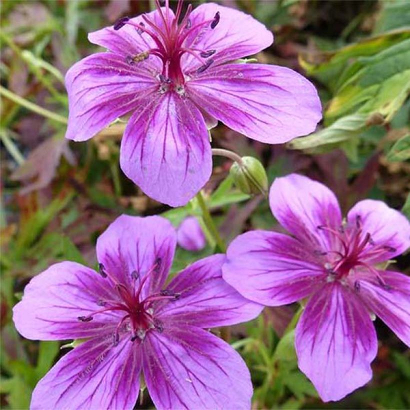 Geranium soboliferum Starman - Geranio vivaz (Floración)