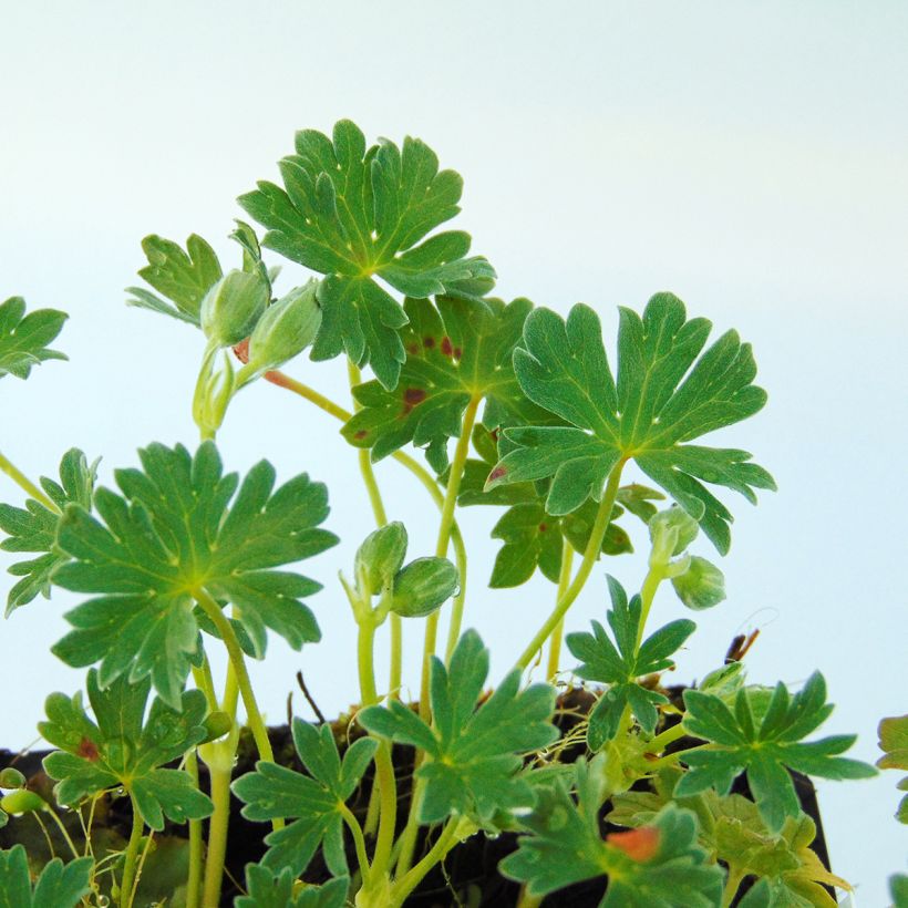 Geranium cinereum Ballerina - Geranio vivaz (Follaje)