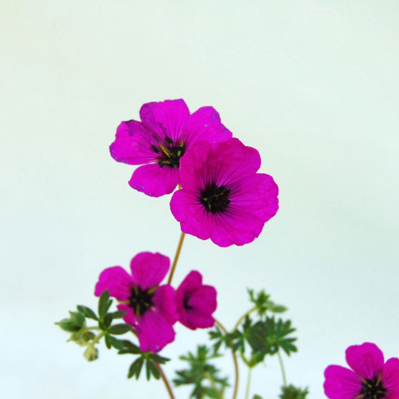 Geranio cinereum v. subcaulescens - Geranio vivaz (Floración)