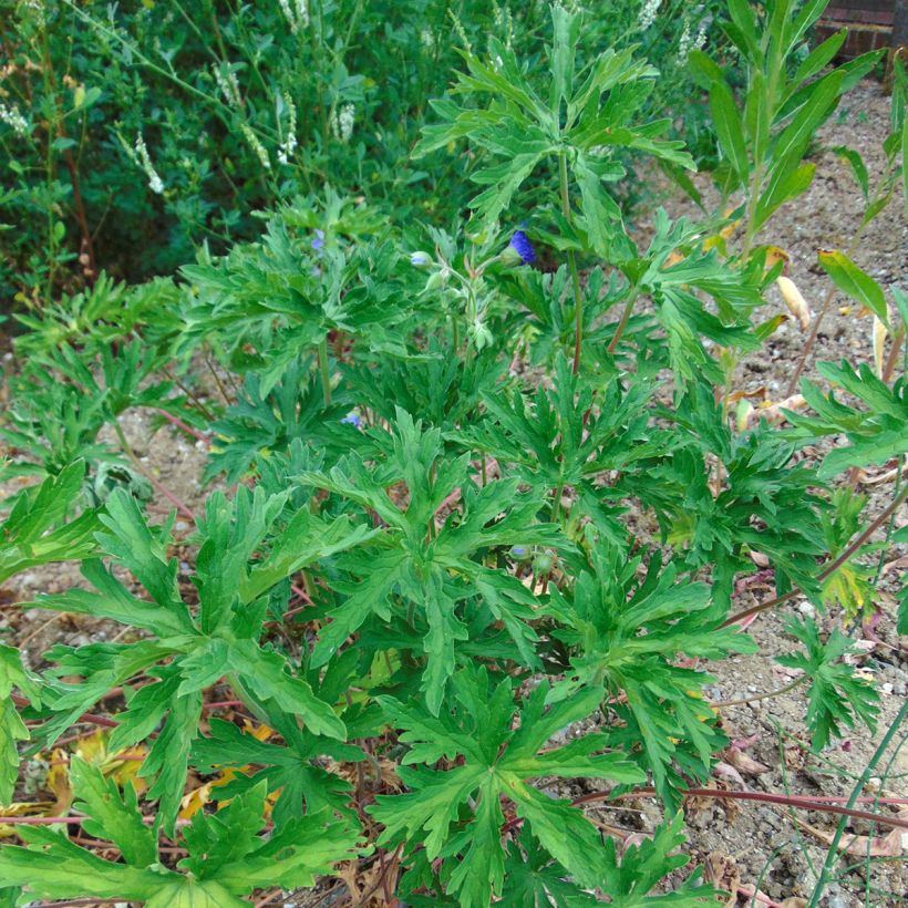 Geranium pratense - Geranio de prado (Porte)