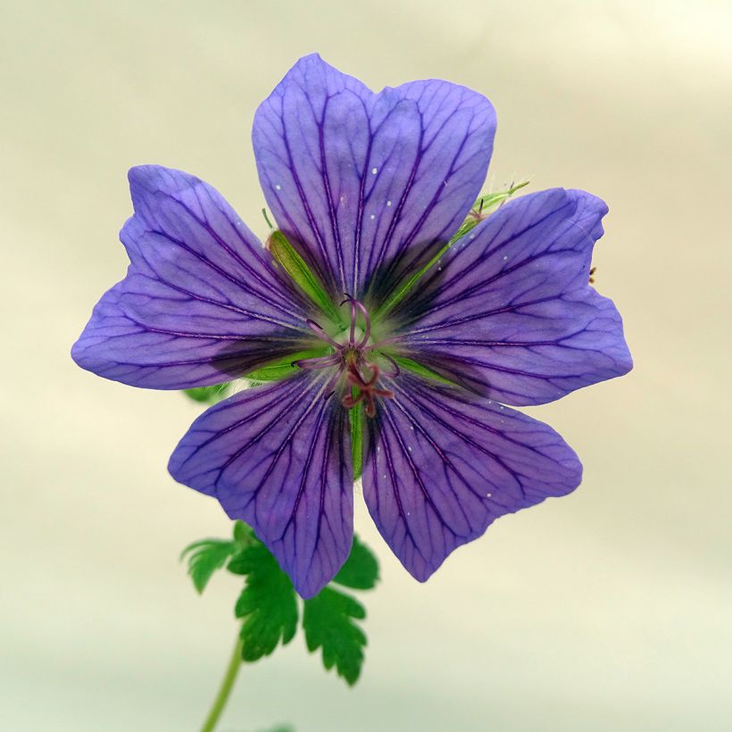 Geranium ibericum - Geranio vivaz (Floración)