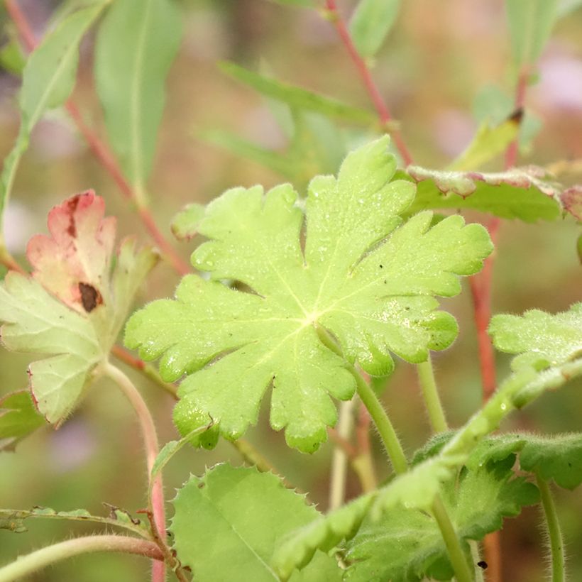 Geranio macrorrhizum Ingwersen's Variety - Geranio bulgaro (Follaje)