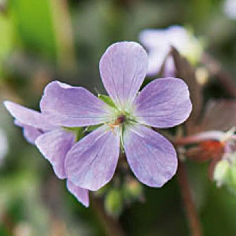 Geranio maculatum Espresso - Geranio salvaje (Floración)