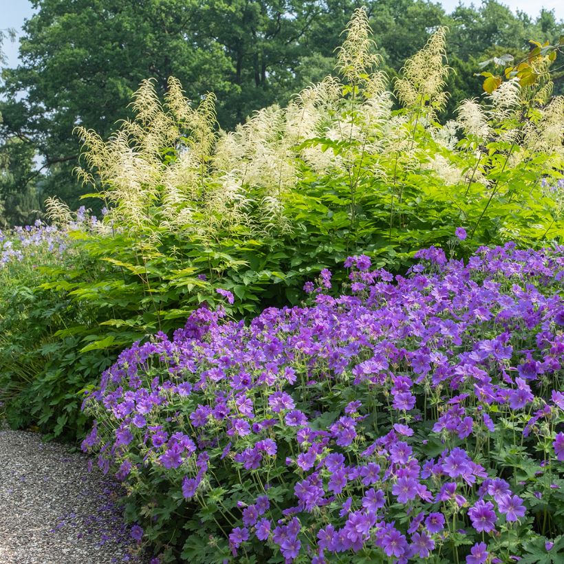 Geranio magnificum Rosemoor - Geranio vivaz (Porte)