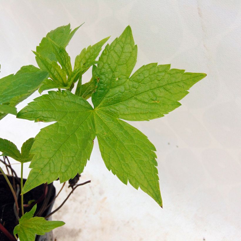 Geranium nodosum - Geranio nudoso (Follaje)