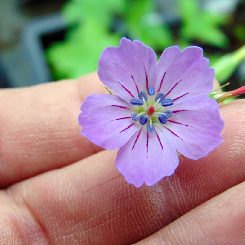 Geranium nodosum - Geranio nudoso (Floración)