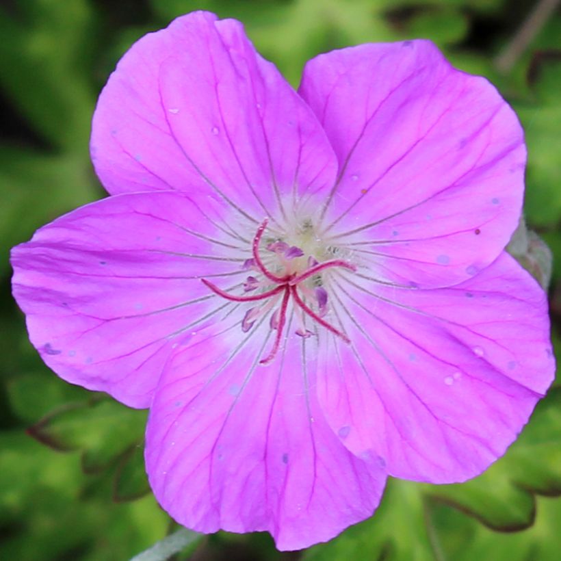 Geranio orientalitibeticum - Geranio vivaz (Floración)