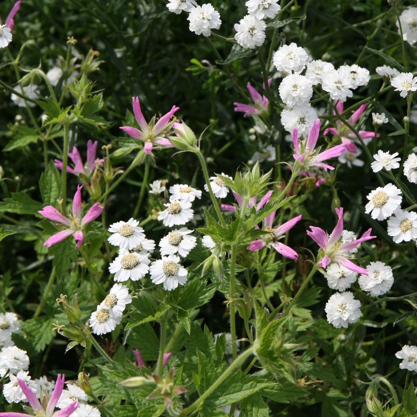 Geranio oxonianum f. thurstonianum - Geranio vivaz (Porte)