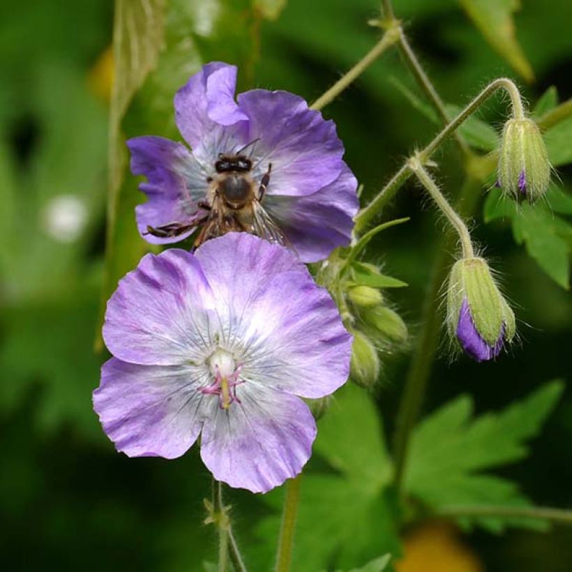 Geranio phaeum var lividum - Geranio vivaz (Floración)