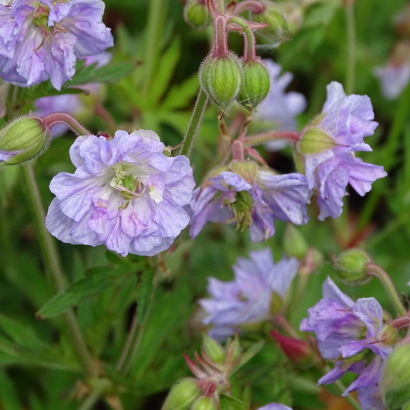 Geranio de prado Cloud Nine - Geranium pratense (Floración)