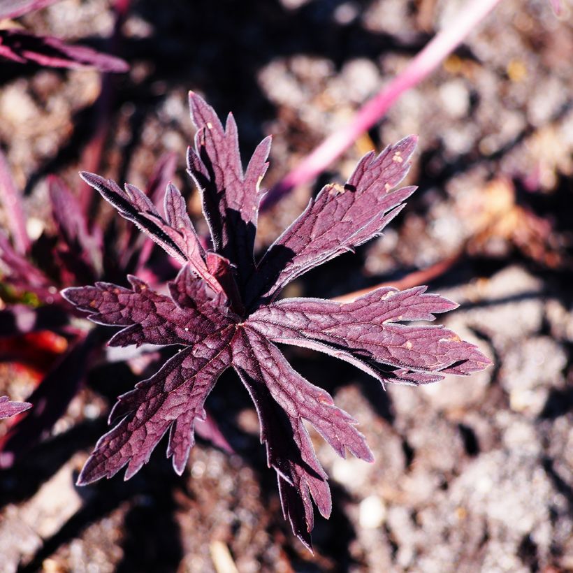 Geranio de prado Dark Reiter - Geranium pratense (Follaje)