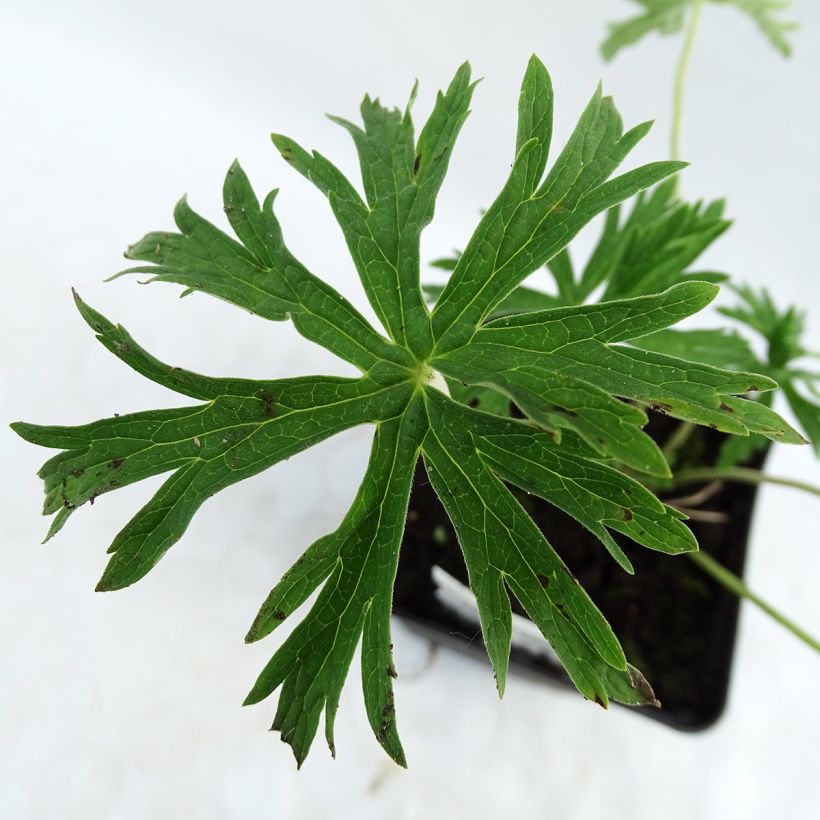 Geranio de prado Galactic - Geranium pratense (Follaje)