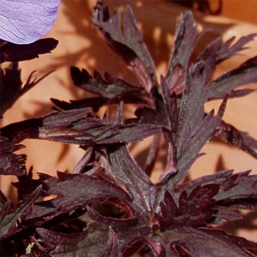 Geranio de prado Hocus Pocus - Geranium pratense (Follaje)