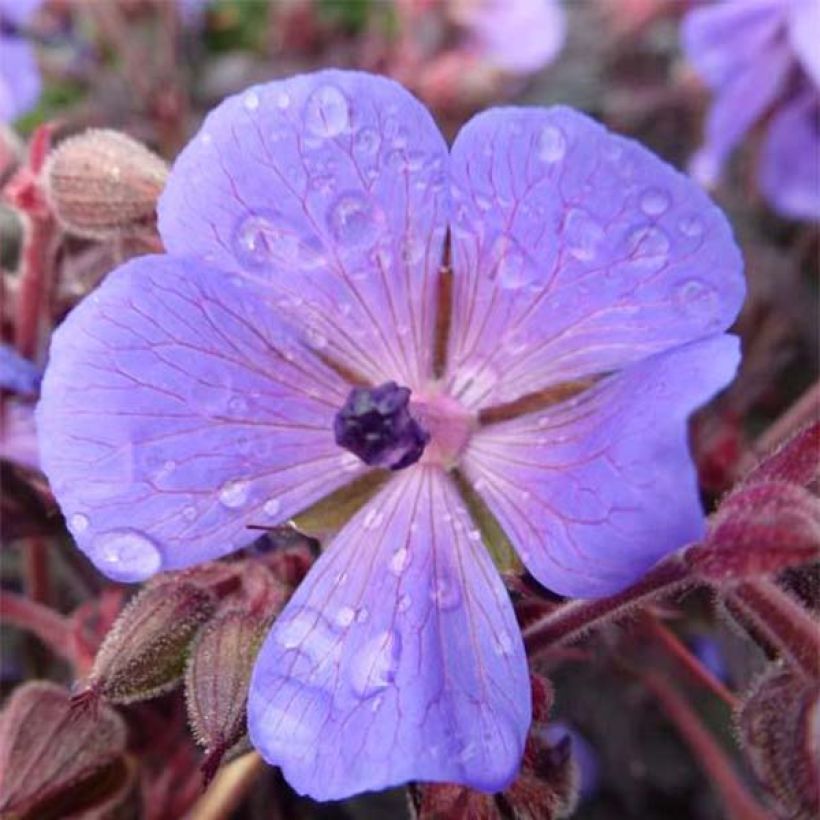 Geranio de prado Hocus Pocus - Geranium pratense (Floración)